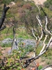 PICTURES/Browns Peak/t_Flowers among burned trees 3.JPG